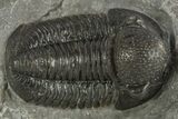 Large, Detailed Proetid (Gerastos) Trilobite Fossil - Morocco #331974-2